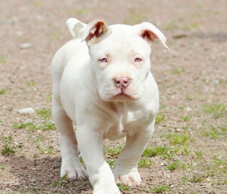 cheap bully pitbull puppies for sale