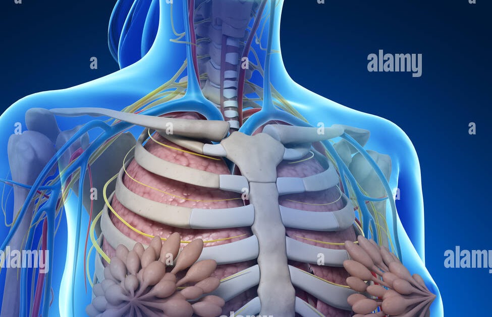 Female Body Diagram ~ Infographics Human Body Parts Organ Medical Male