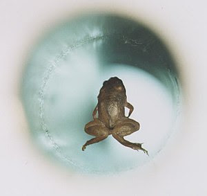 A live frog levitates inside the Ø32mm vertica...