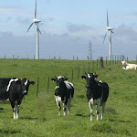 Aisne: le parc éolien de la Vallée du Ton revu à la baisse pour protéger le Maroilles