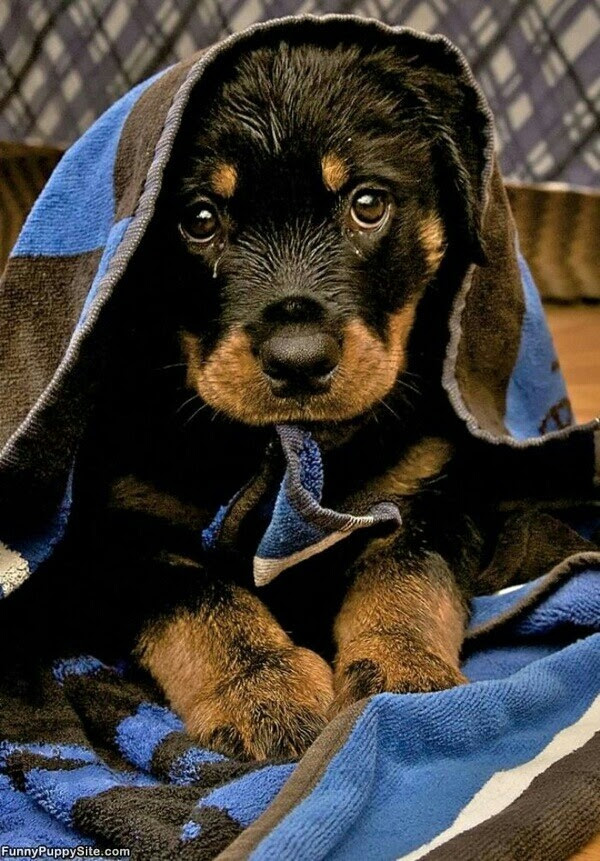 Rottweiler puppy