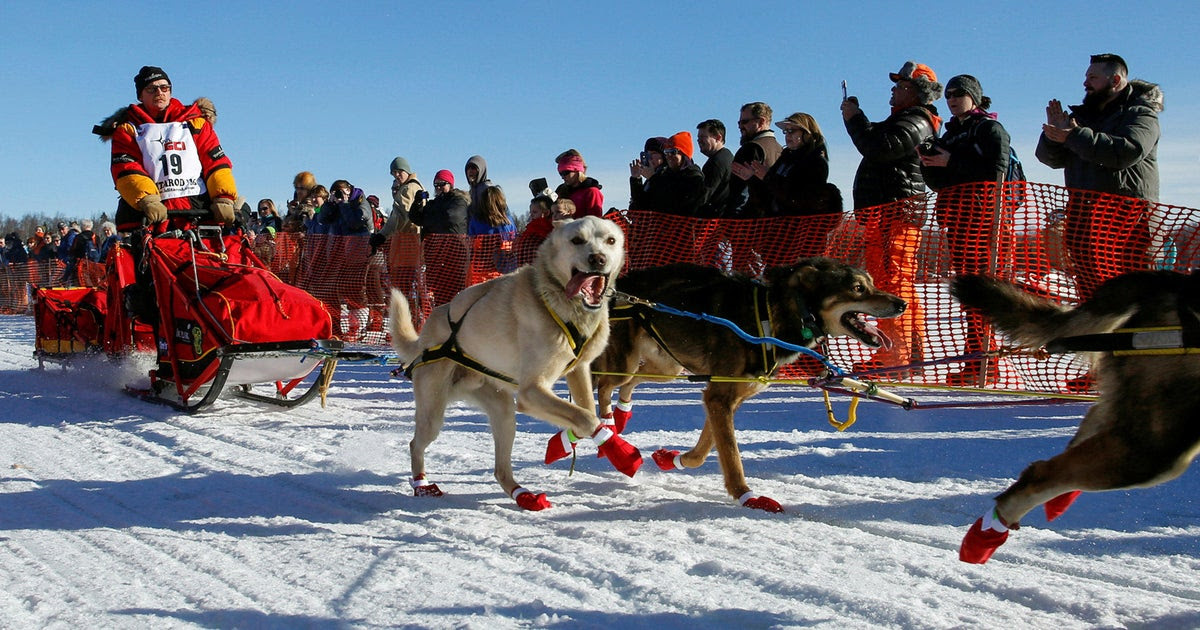 Image result for MITch seavey iditarod 2017