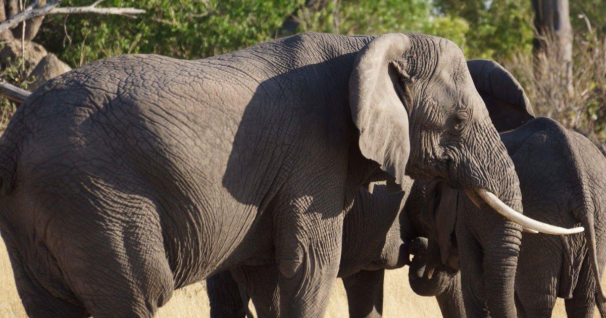 Wildlife Conservation International Jobs - DBOJS