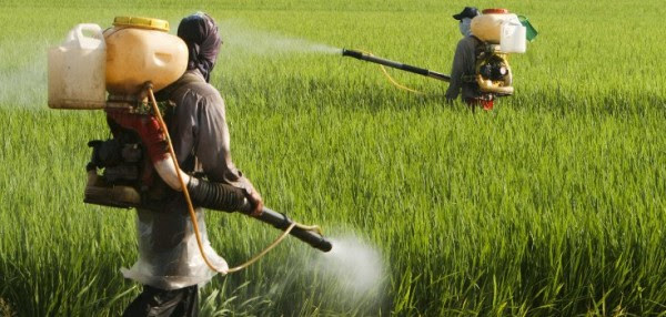 Image: Secret documents: Monsanto knew about glyphosate-cancer link 35 years ago
