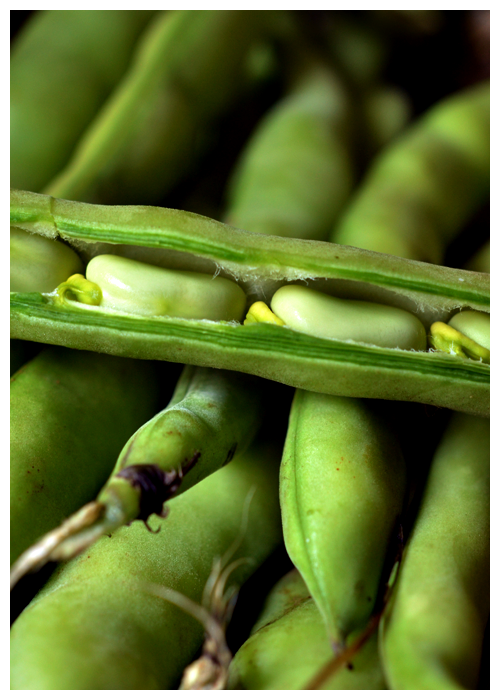 broad beans© by Haalo