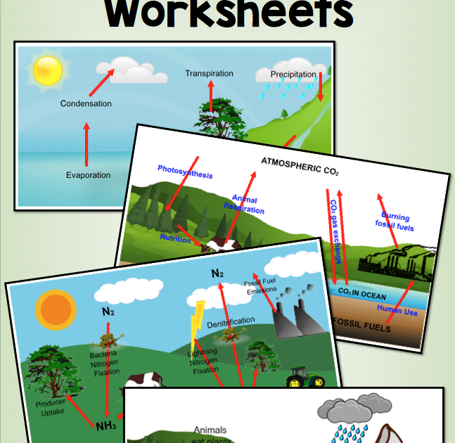 Biogeochemical Cycles Coloring Worksheet - worksheet