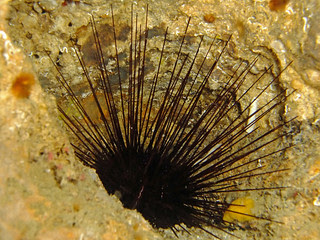 Sea Life: Long Spined Sea Urchin