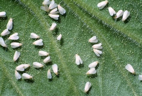 Whiteflies pestcontrolsupplies.com Whiteflies pestcontrolsupplies.com