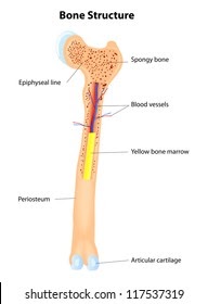 Long Bone Diagram Endosteum