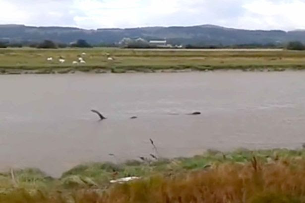 Is this a sea monster in the River Clwyd?