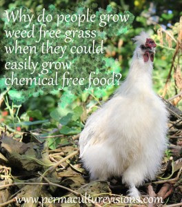 grow_food_permaculturevisions