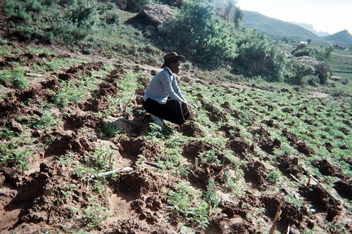 Conservation agriculture field.jpg