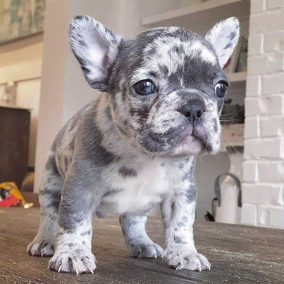 Merle French Bulldog Puppies For Sale Near Me
