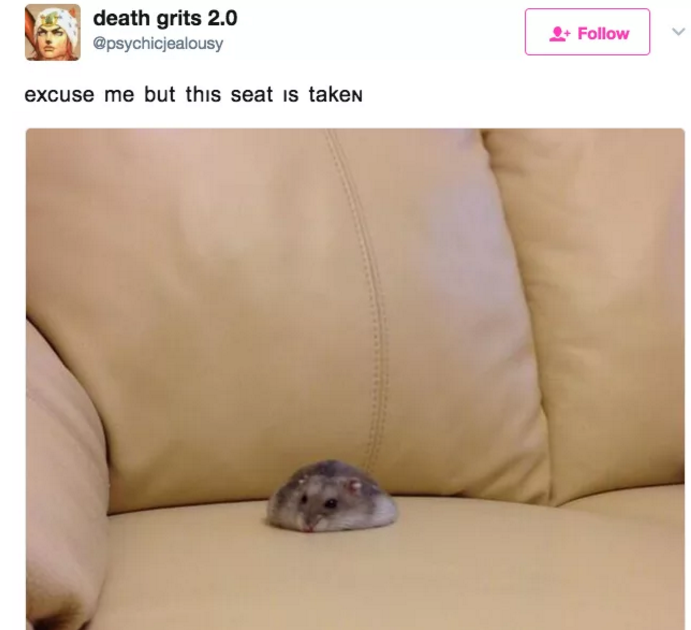 Funny Hamster Meme Pfp Edited : Funny Hamster Memes - The best hamster