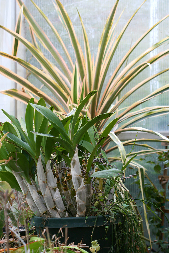 greenhouse