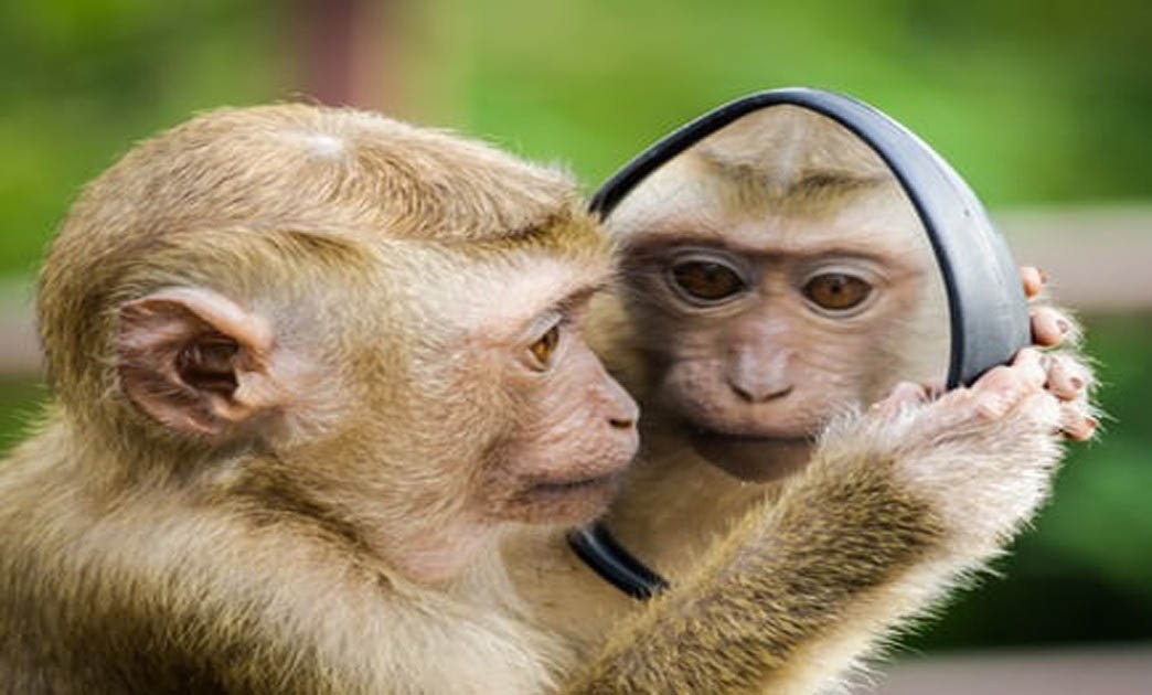 Info Baru 14+ Gambar Monyet Ketawa
