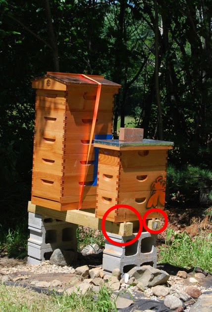 Topic Elevated bee hive stand plans ~ dadi wood