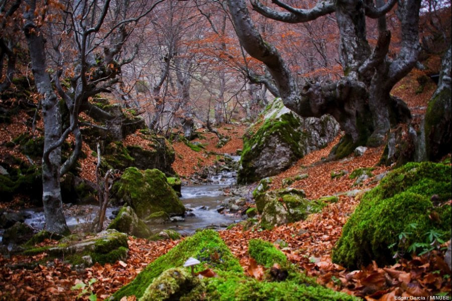 faedo de ciñera