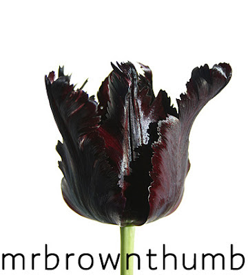 black tulip, black plants black flowers