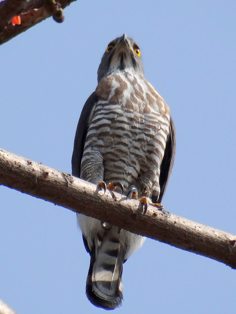 鳳頭蒼鷹/無限台南