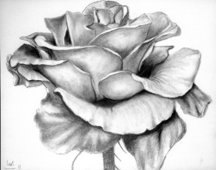 Contoh Gambar Arsiran Bunga Mawar
