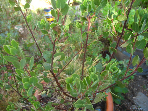 Arctostaphylos bakeri 'Louis Edmunds'