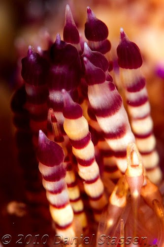Fire urchin's spines