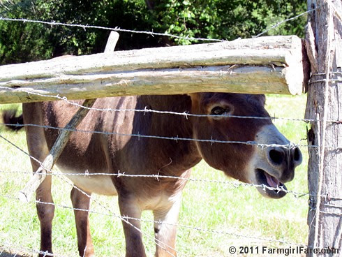 Donkey Doodle Dandy sounding the Monday morning alarm 1 - FarmgirlFare.com