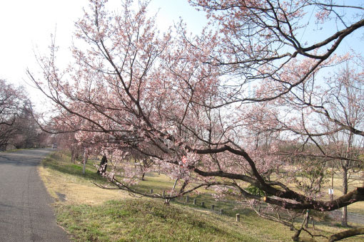 桜