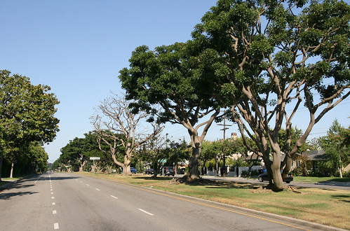 Coral Trees