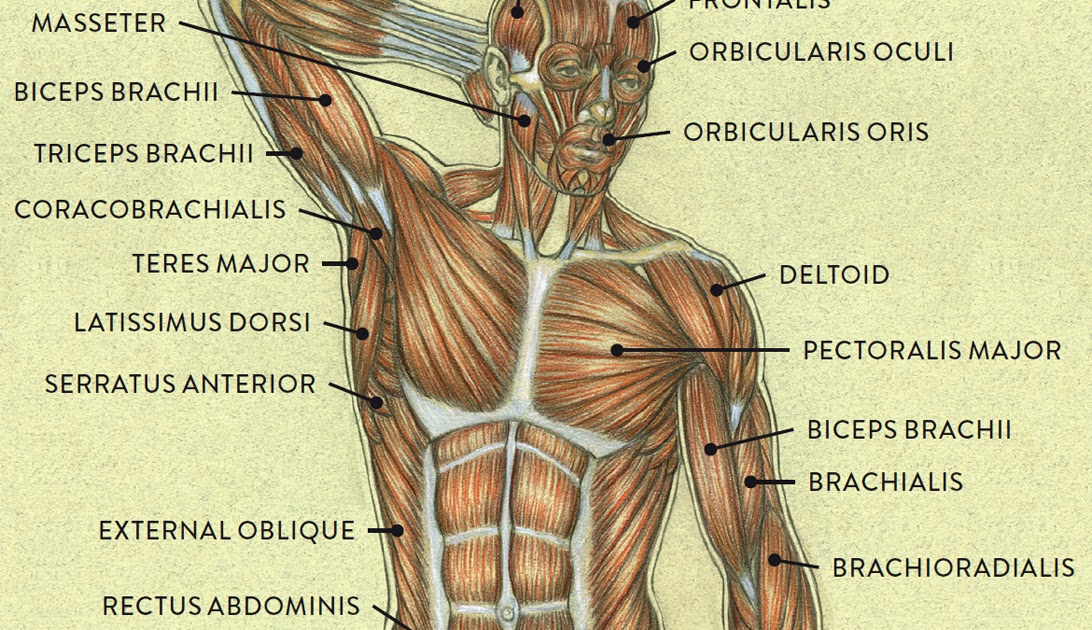 Abdominal Muscle Anatomy Male : Abdominal Muscles : Biological Science