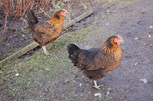 new hens Jan 13 1