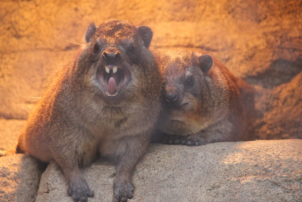 驚くばかり前歯 動物 最高の動物画像