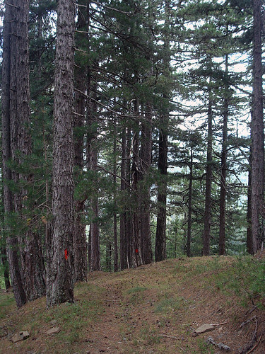 In the forest