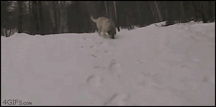 funny-gif-picture-dog-slides-in-snow