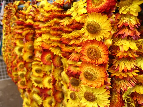 Ibat Ibang Uri ng Bulaklak