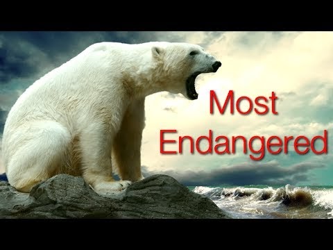 Top 10 endangered animals