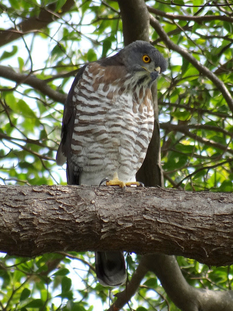 鳳頭蒼鷹/無限台南