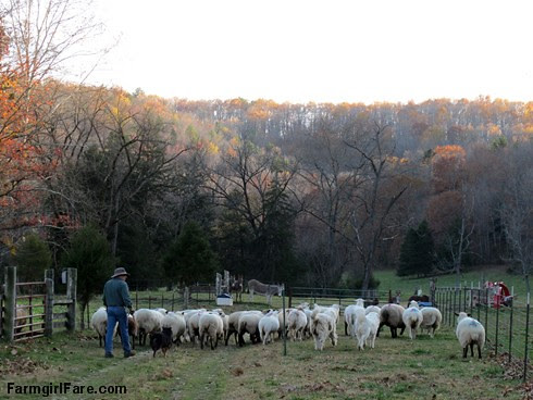 Sheep working Sunday afternoon (5) - FarmgirlFare.com