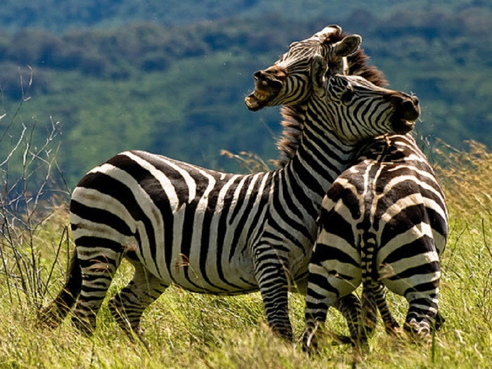 animal-photography-dwelling-zebra (700x525, 165Kb)