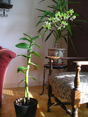Dendrobium Anna Green