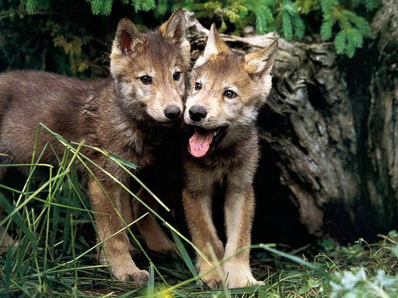 masteriko: cute anime wolf pup