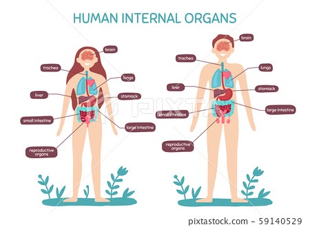 Women Human Body / Realistic Female Internal Human Body Organswoman