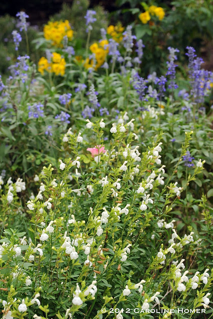 Autumn sage, Mealy Blue Sage, Esperanza