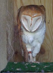Sleeping barn owl