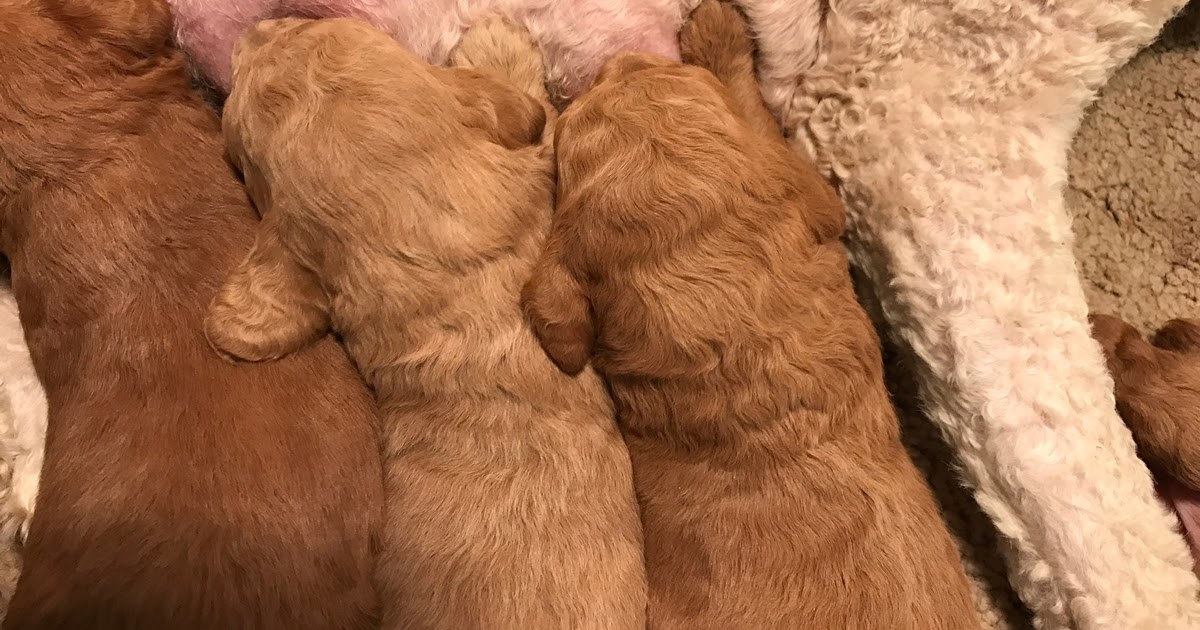 miniature poodle kijiji