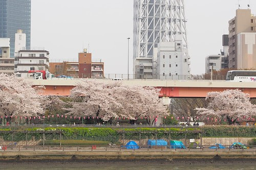 墨堤の桜並木と三囲神社とスカイツリー