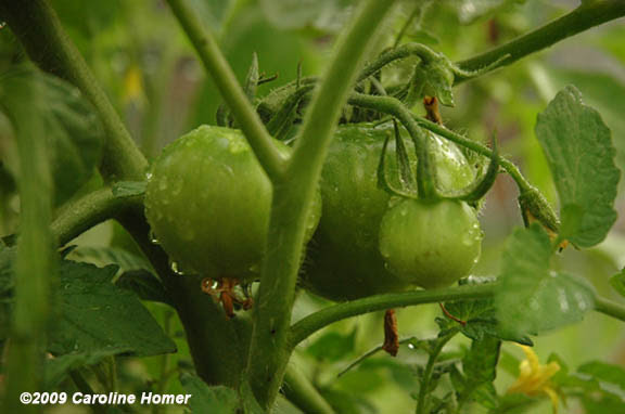 tomatoes