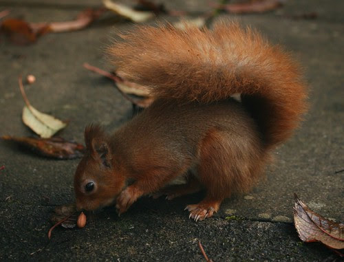 Red Squirrels