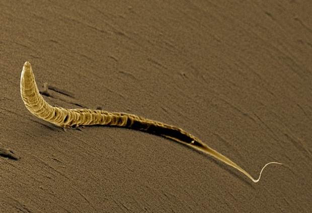 Los gusanos nematodos habrían adquirido genes de microorganismos y plantas.